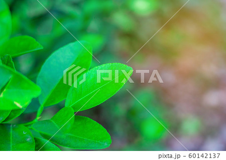 Green leaf nature with branch on light bokeh 60142137
