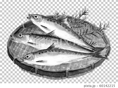 イワシ 鰯 水彩 ざる モノトーンのイラスト素材 60142215 Pixta