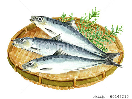 イワシ 鰯 水彩 ざるのイラスト素材