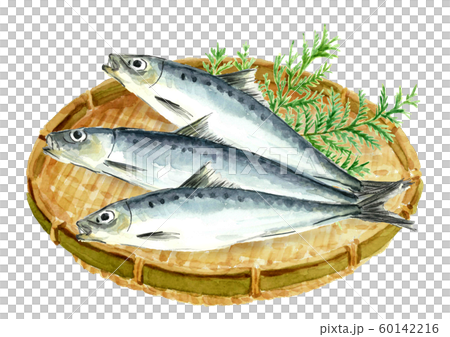 イワシ 鰯 水彩 ざるのイラスト素材 [60142216] - PIXTA