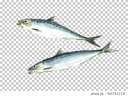 Watercolor sardine Watercolor sardine 60142218