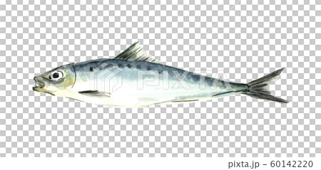 Watercolor sardine Watercolor sardine 60142220