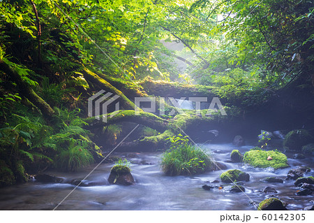 大山 木谷沢 新緑 大山 木谷沢 新緑 60142305