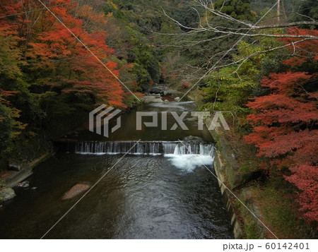 日本有数の紅葉の名所清滝川 日本有数の紅葉の名所清滝川 60142401