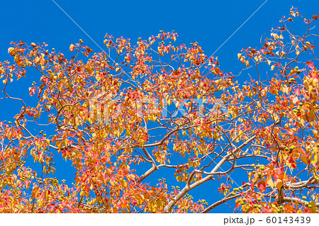 ナンキンハゼ　紅葉　朝日 60143439