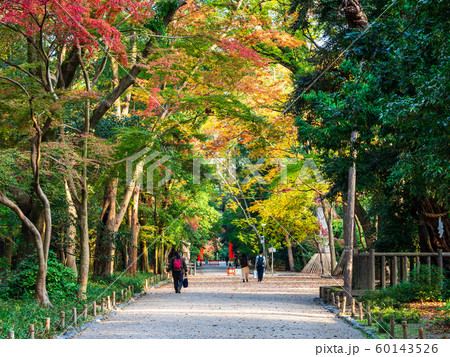 秋の京都　下鴨神社　参道 60143526