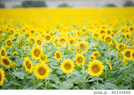 柳川ひまわり園 60143666