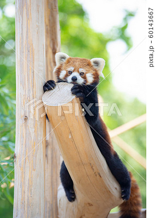 レッサーパンダ 60143667