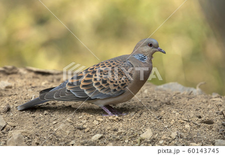 Oriental turtle dove, Streptopelia orientalis, Sattal, India 60143745