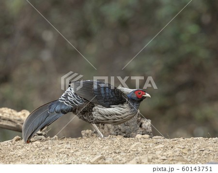 Khaleej Pheasant, Lophura leucomelanos, Sattal, India 60143751