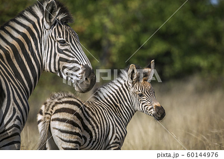 Plains zebra in Kruger National park, South Africa 60144976