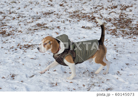 Cute english beagle puppy in the pet coat. 60145073