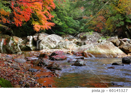 黒尊川を彩る紅葉(高知県四万十市 黒尊渓谷) 黒尊川を彩る紅葉(高知県四万十市 黒尊渓谷) 60145327