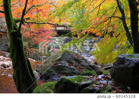 黒尊渓谷 色彩豊かな紅葉(高知県四万十市) 黒尊渓谷 色彩豊かな紅葉(高知県四万十市) 60145328