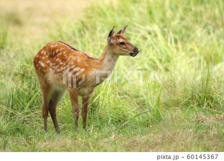 Baby the sika deer Cervus nippon 60145367