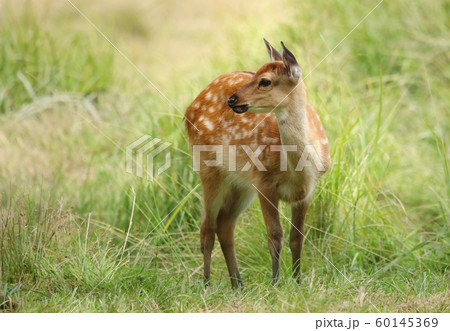 Baby the sika deer Cervus nippon Baby the sika deer Cervus nippon 60145369