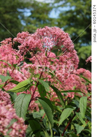 Curative flower Eupatorium cannabinum blooming Curative flower Eupatorium cannabinum blooming 60145374
