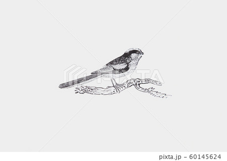 Thomas Bewick作の木版画子鳥 Long-tailed Titmouse 60145624
