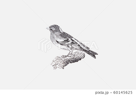 Thomas Bewick作の木版画子鳥 Mountain Finch 60145625