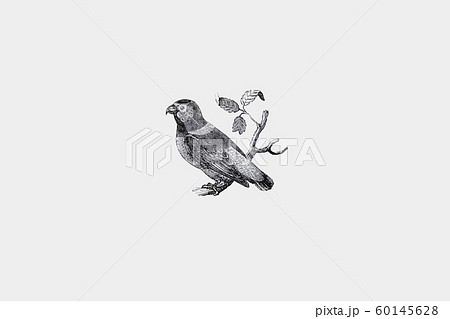 Thomas Bewick作の木版画子鳥 Sapphire Growned Parakeet 60145628