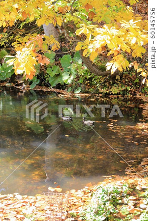 秋の公園の中にある池　紅葉シーズン 60145756