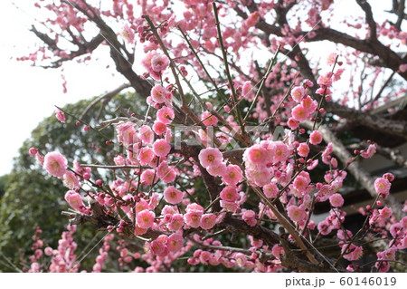 足利の梅②（高福寺） 60146019