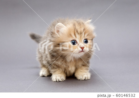 Small shaggy kitten 60146532