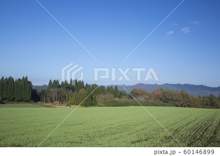 畑と杉林 60146899