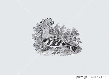 Thomas Bewick作の木版画子鳥 Dove 60147166