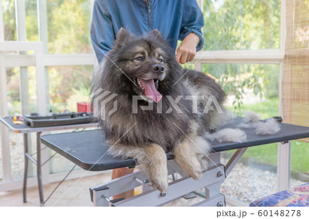 Trimed Wolf Spitz Dog is looking at the camera 60148278