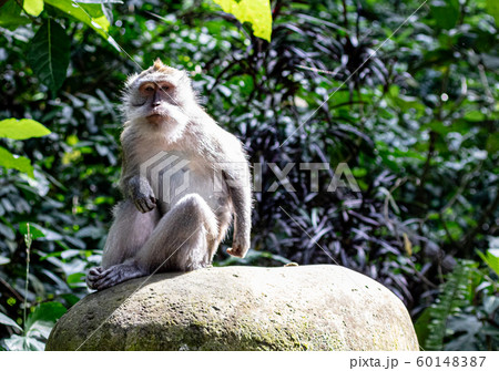 An Asian monkey sitting on a rock in Bali 60148387