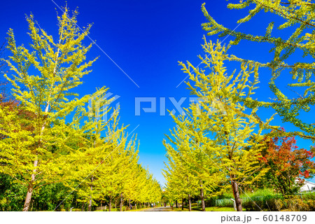 秩父ミューズパークのイチョウ並木【埼玉県】 60148709