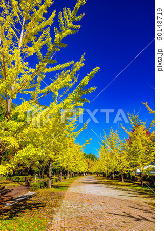 秩父ミューズパークのイチョウ並木【埼玉県】 60148719