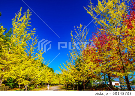 秩父ミューズパークのイチョウ並木【埼玉県】 60148733