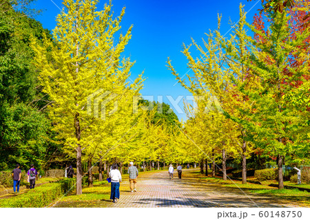秩父ミューズパークのイチョウ並木【埼玉県】 60148750