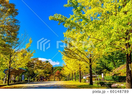 秩父ミューズパークのイチョウ並木【埼玉県】 秩父ミューズパークのイチョウ並木【埼玉県】 60148789