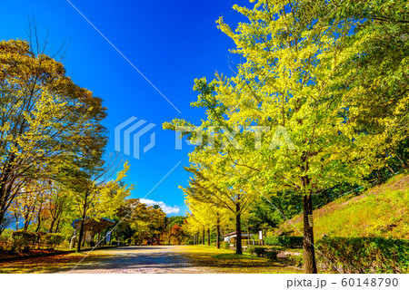 秩父ミューズパークのイチョウ並木【埼玉県】 60148790