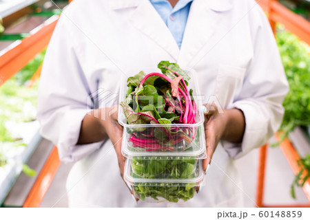 Fresh beet leaves in plastic container on top of stack held by young agronomist Fresh beet leaves in plastic container on top of stack held by young agronomist 60148859