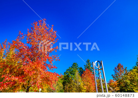 秩父ミューズパークのイチョウ並木【埼玉県】 60148873