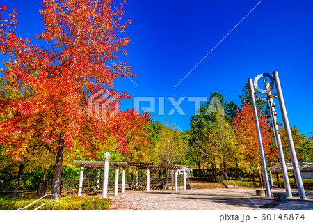 秩父ミューズパークのイチョウ並木【埼玉県】 秩父ミューズパークのイチョウ並木【埼玉県】 60148874