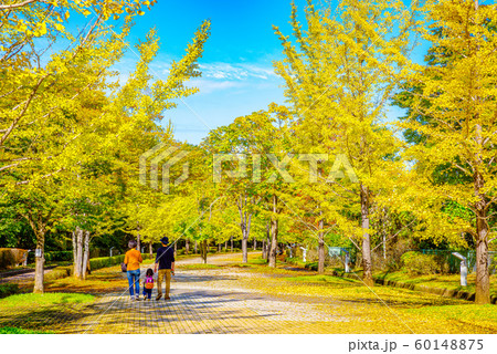 秩父ミューズパークのイチョウ並木【埼玉県】 60148875