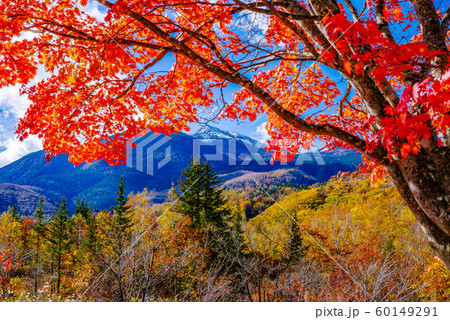 乗鞍高原　オオカエデと乗鞍岳　【長野県】 60149291