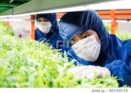 Female researcher in protective workwear standing by shelf with green seedlings Female researcher in protective workwear standing by shelf with green seedlings 60149519
