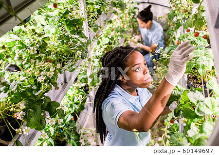 African woman looking for ripe strawberries while picking them up in greenhouse 60149697