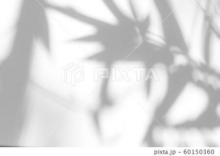 gray shadow of the leaves on a white wall gray shadow of the leaves on a white wall 60150360