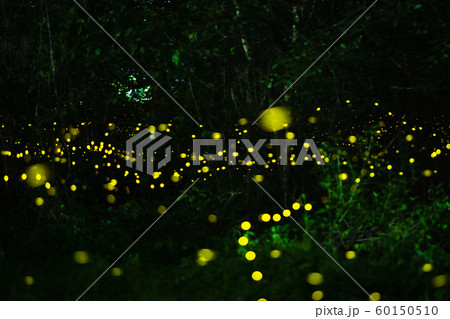 Firefly flying in the night forest Firefly flying in the night forest 60150510
