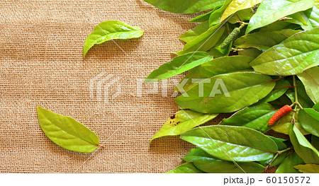 風に流れるイメージのヒハツ 60150572