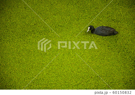 Black bird swimming in water covered by greenish Black bird swimming in water covered by greenish 60150832