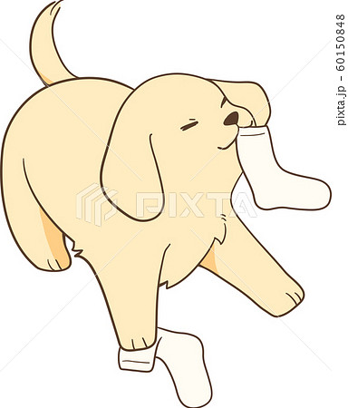 ゴールデンレトリバーの子犬 いたずら 靴下 のイラスト素材