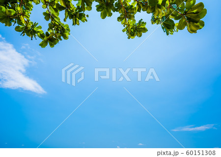 Blue sky and leaf background Blue sky and leaf background 60151308